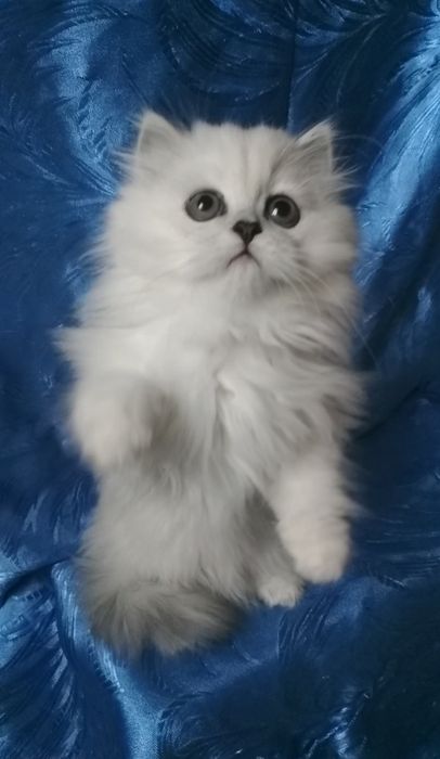 Серебристый белый пепельный шиншилла