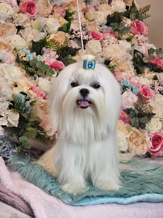 Przepiękny maltańczyk 12 miesięcy