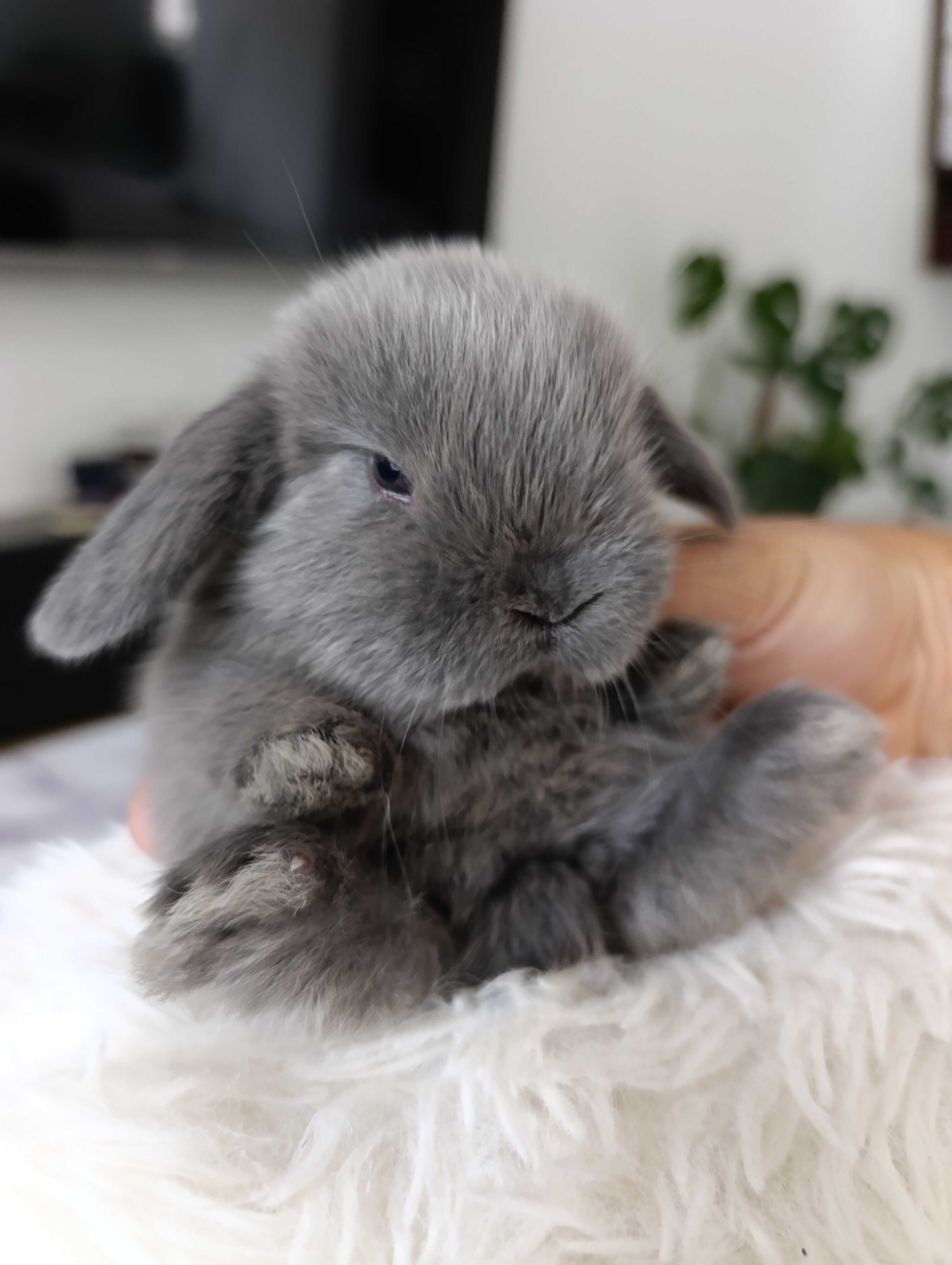 Mini lop karzełek Teddy hodowla zarejestrowana