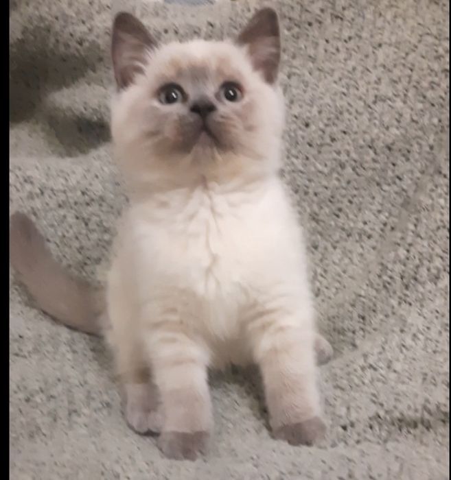 Шотландскі кошенята (прямовухі)