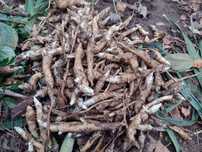 Topinambur do konsumpcji