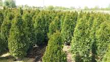 Thuja Smaragd Tuja Szmaragd 150