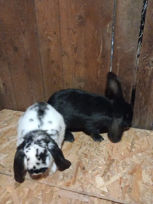 Sprzedam Baran francuski