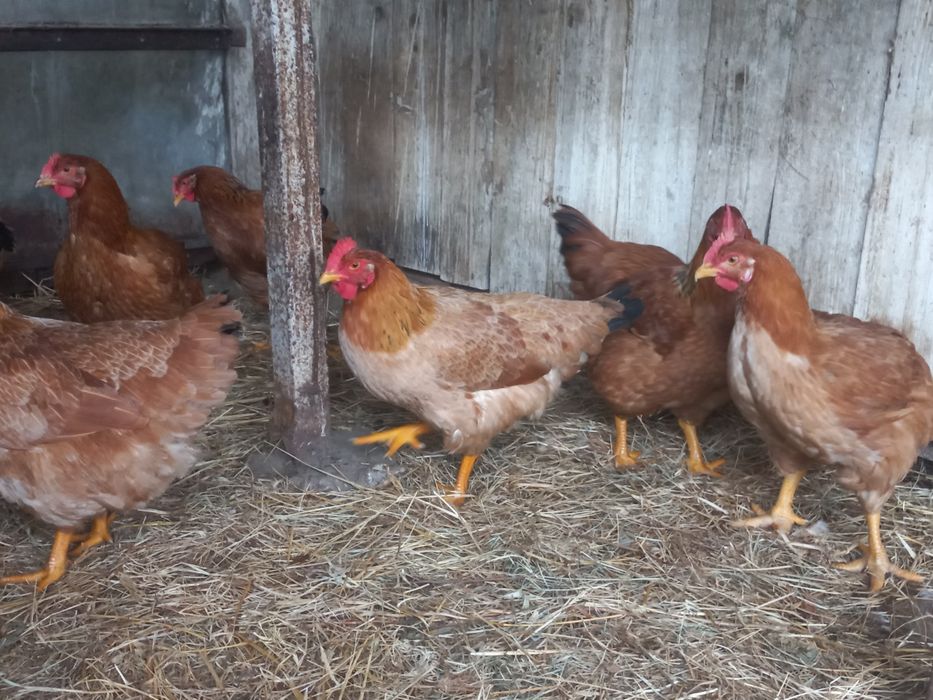 Vendo galinhas de carne