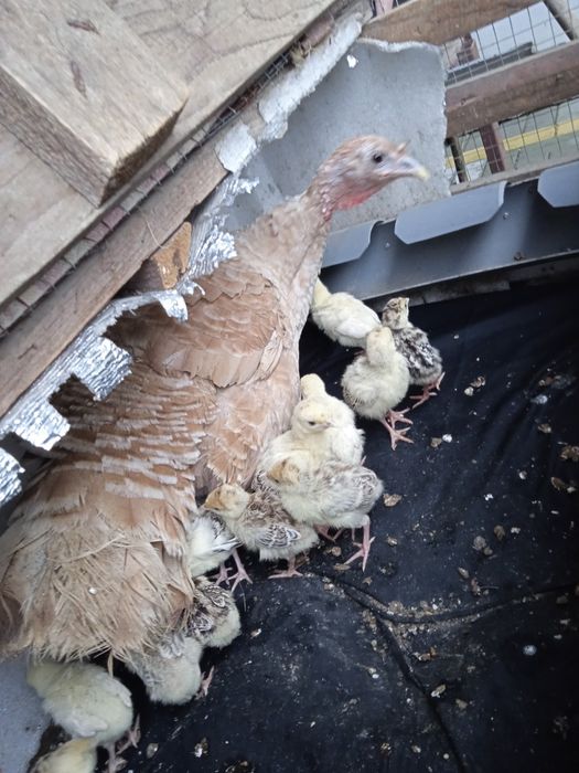 Продаються індюшата,120