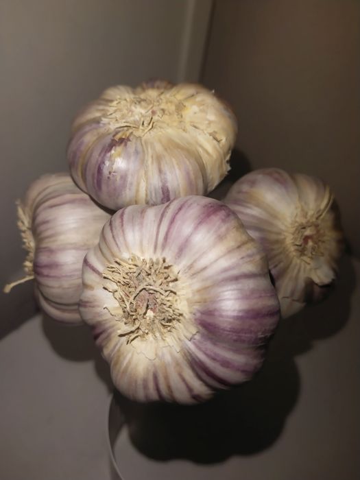 Czosnek Harnaś 7 cm DUZY