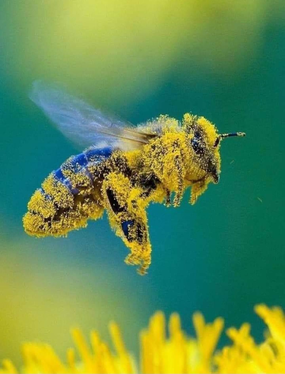 Продаж Бджолопакетів,Бджолосімей