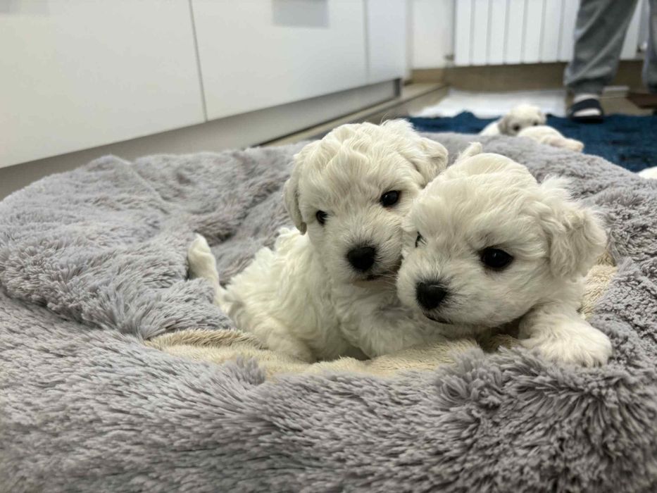 Śliczny chłopczyk Bichon Frise FCI