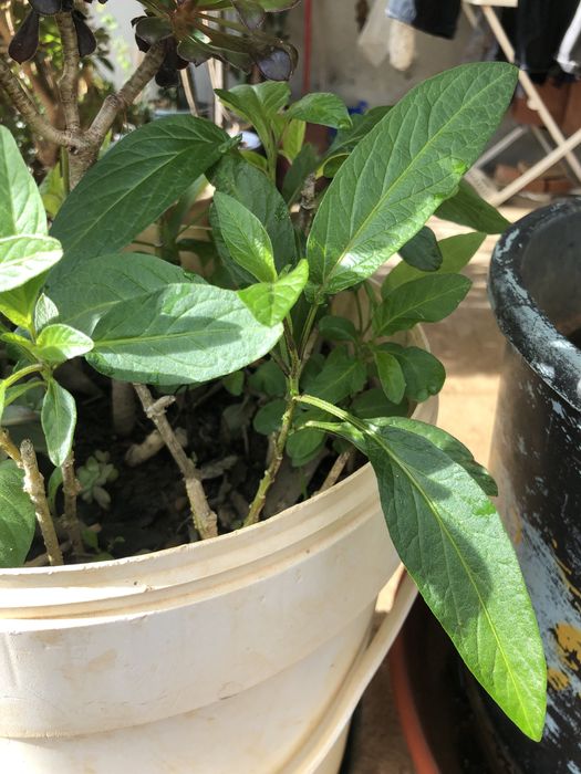 Planta pera melao