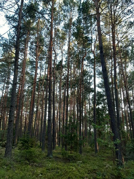 Sprzedam działki leśne/lasy