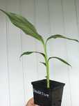 Bananowiec Musa Nagensium Banan P9- sadzonka 20-30cm
