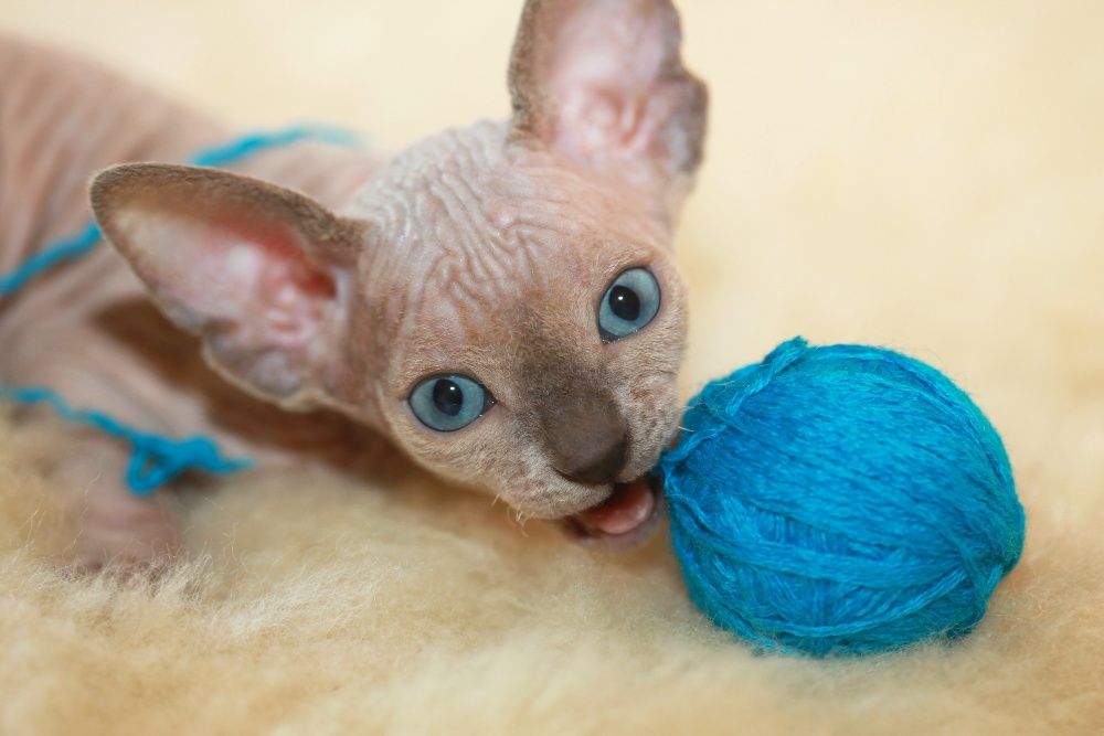 Кішка мілашка з блакитними очима