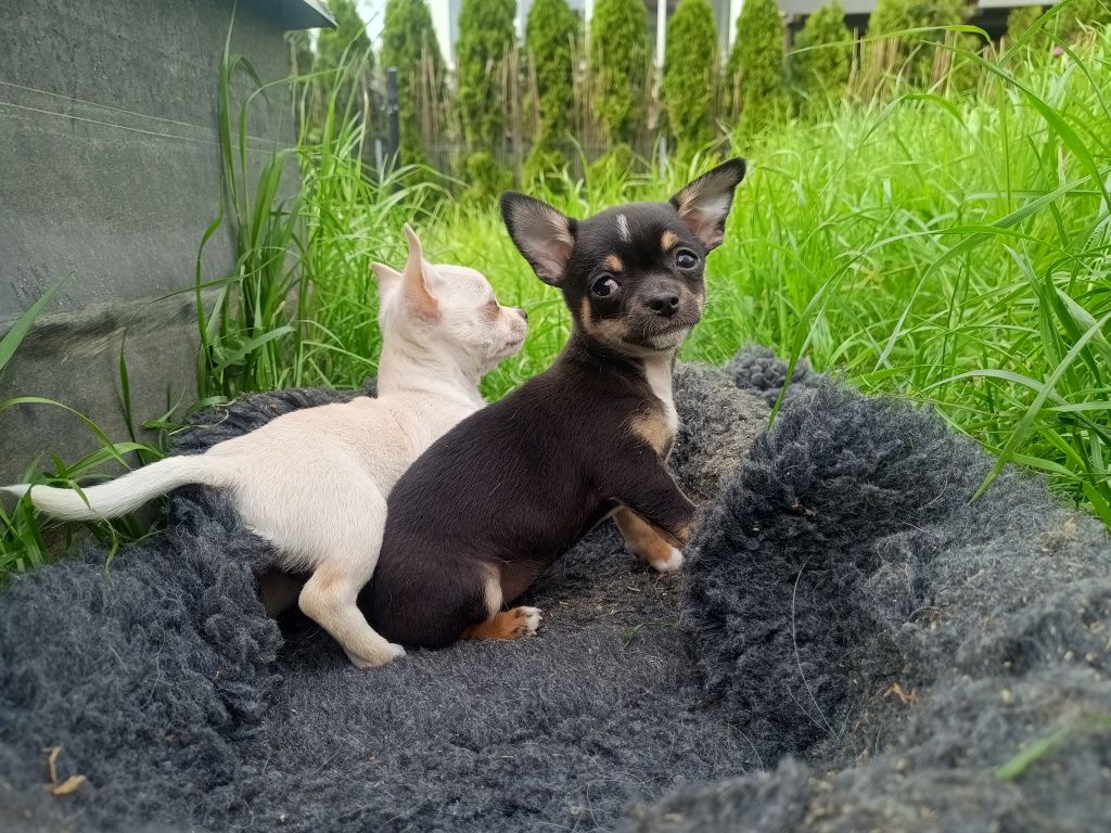 Chihuahua - rezolutna Bibi