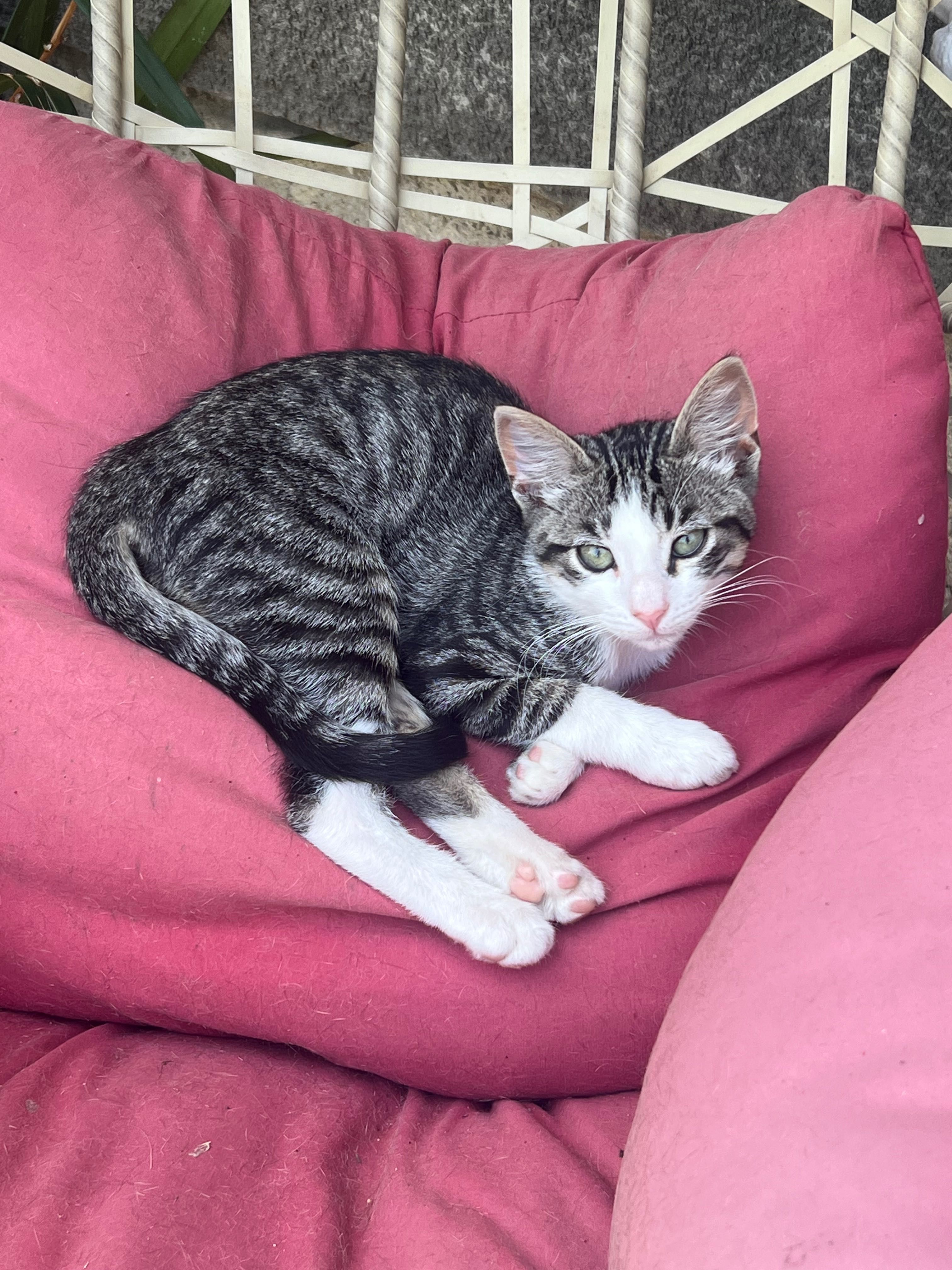 Animais para adoção