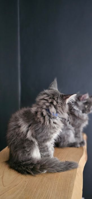 Kocurek Maine coon