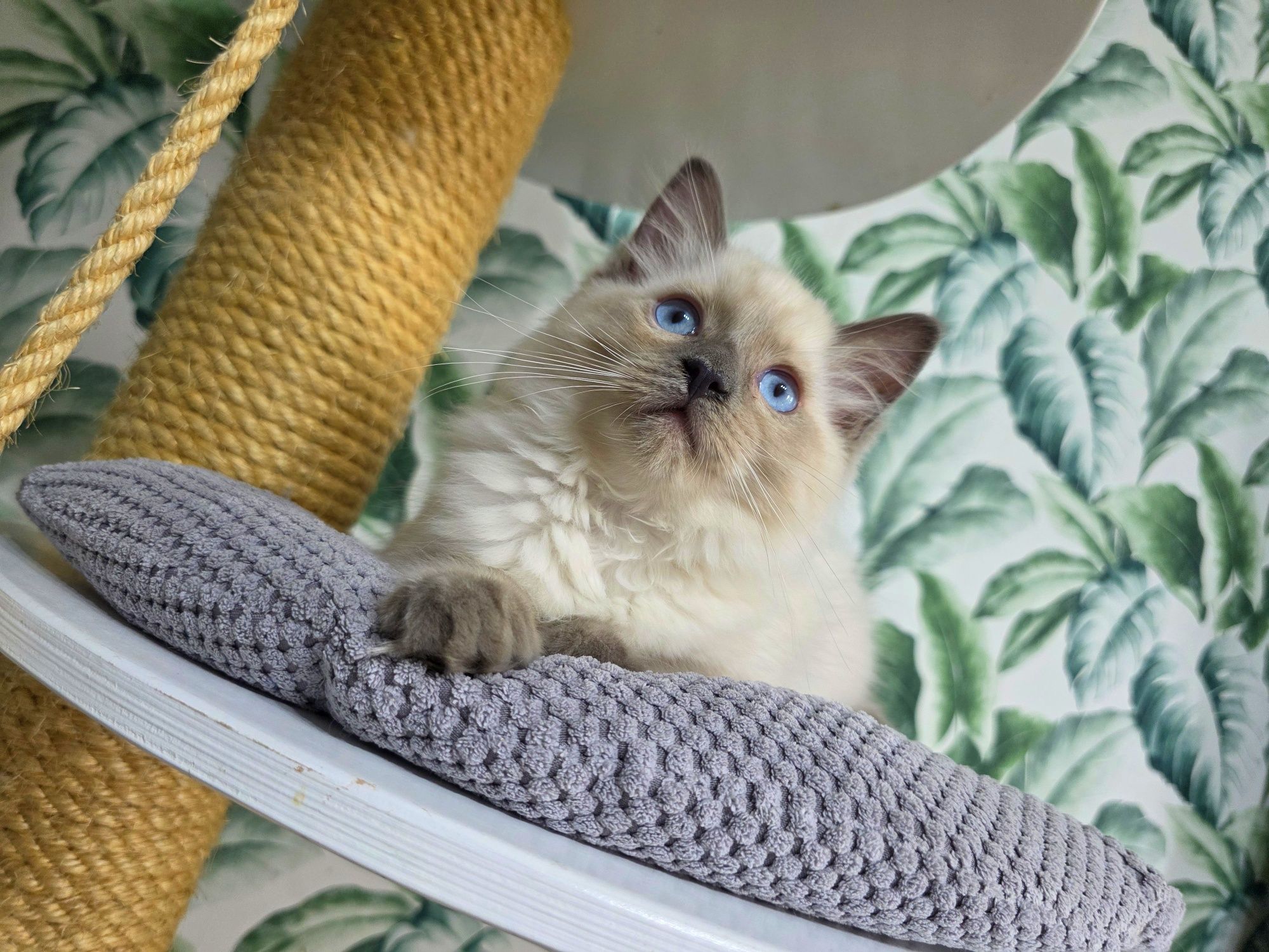 Kocurek ragdoll rodowód WCF