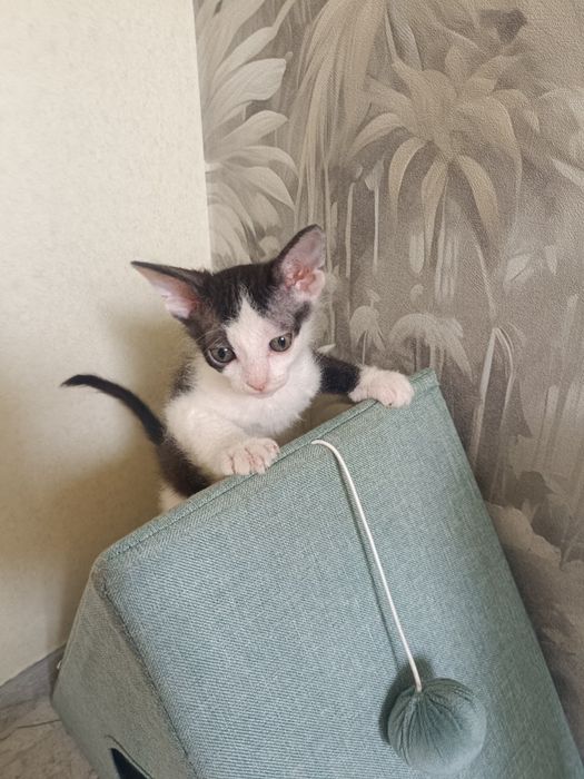 Котята Донського сфінкса.