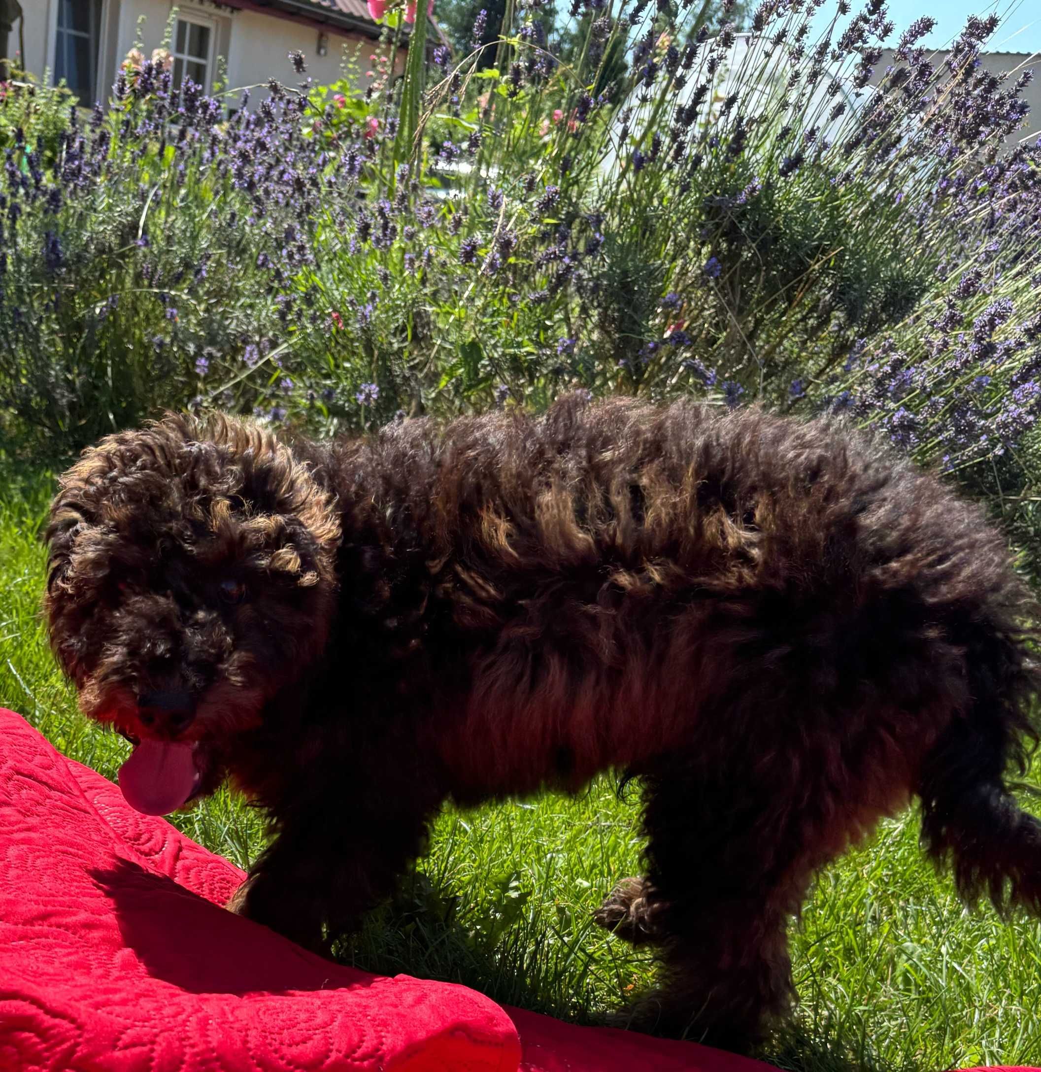Samiec mini labradoodle f2 czarny