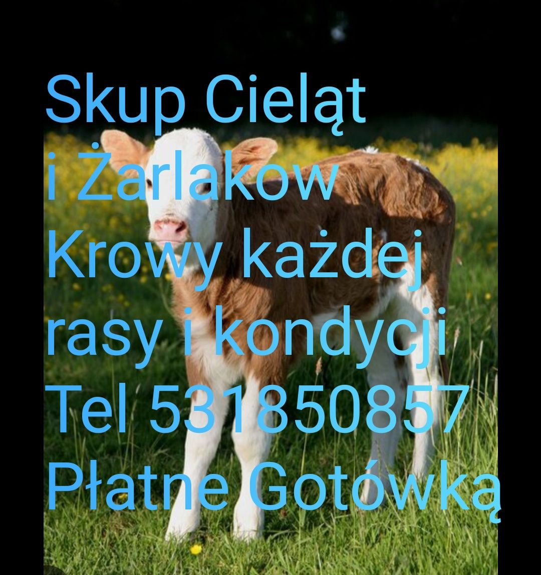 Skup bydła krowy cielęta  konie byki Całe Mazurskie