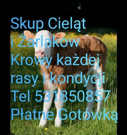 Skup bydła krowy cielęta konie byki Całe Mazurskie