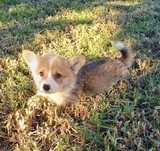 Welh Corgi Pembroke