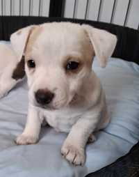 Jack Russell Terrier- szczeniak gładkowłosy z rodowodem
