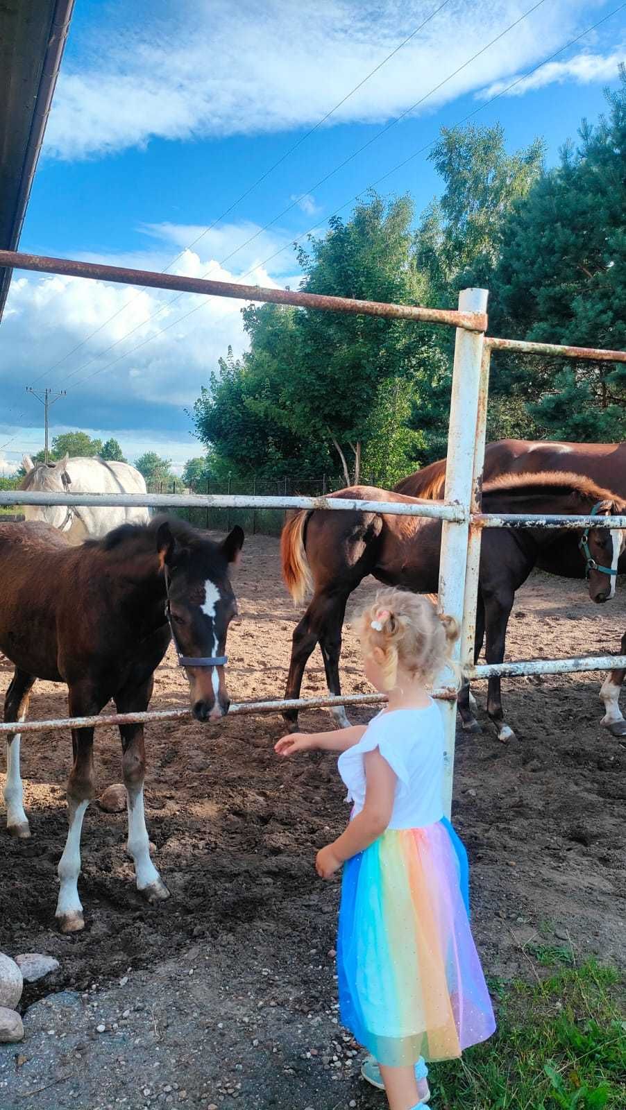 Noclegi w Domu pod lipą Pokoje nad Morzem Domki Spokojna Okolica TANIO
