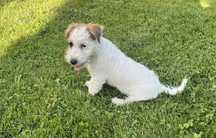 Jack Russell Terrier