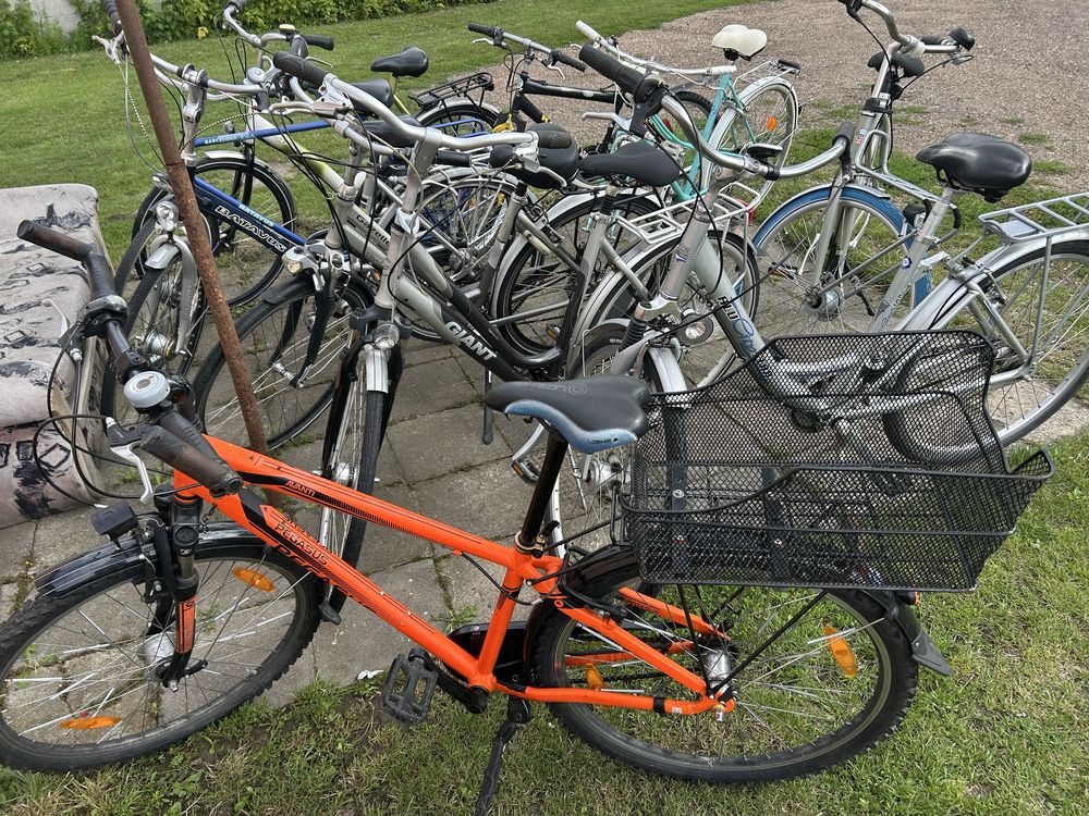 Rower gazelle, giant, batavus