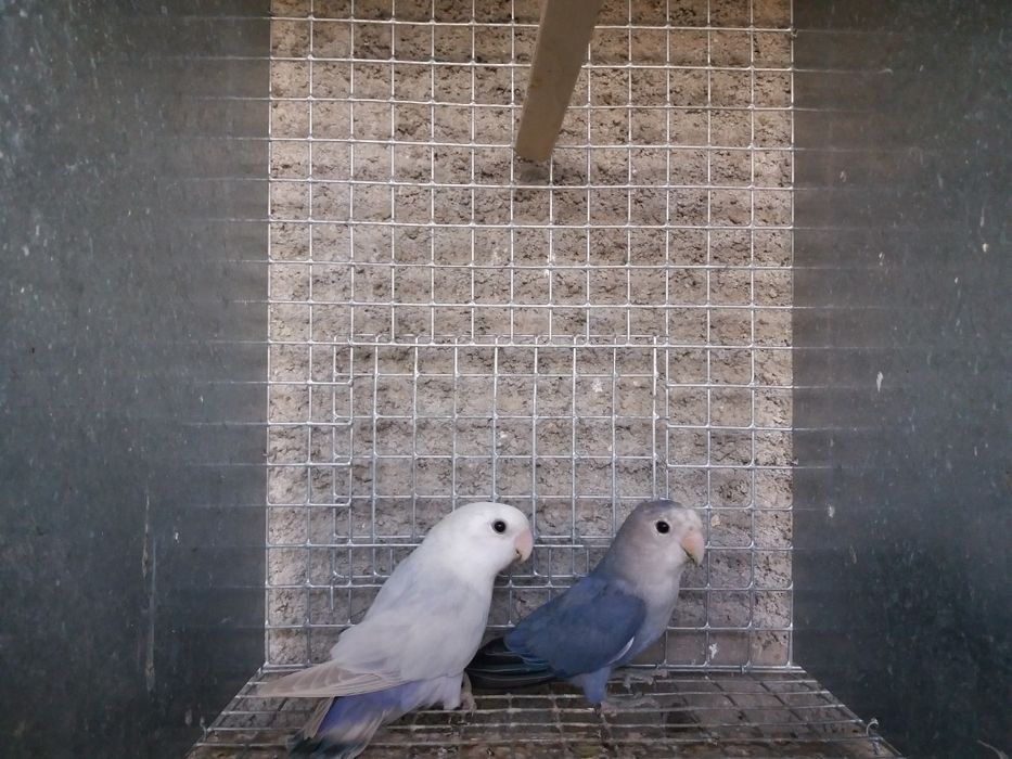 Lote de gaiolas/viveiros