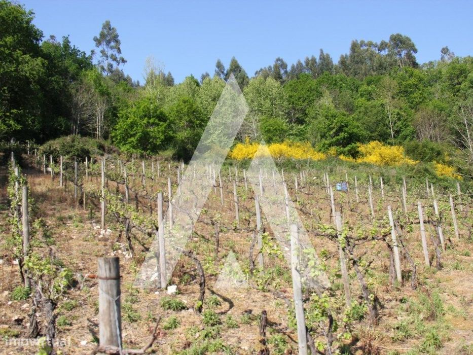 Vinha com Moinho em Jugueiros, Felgueiras