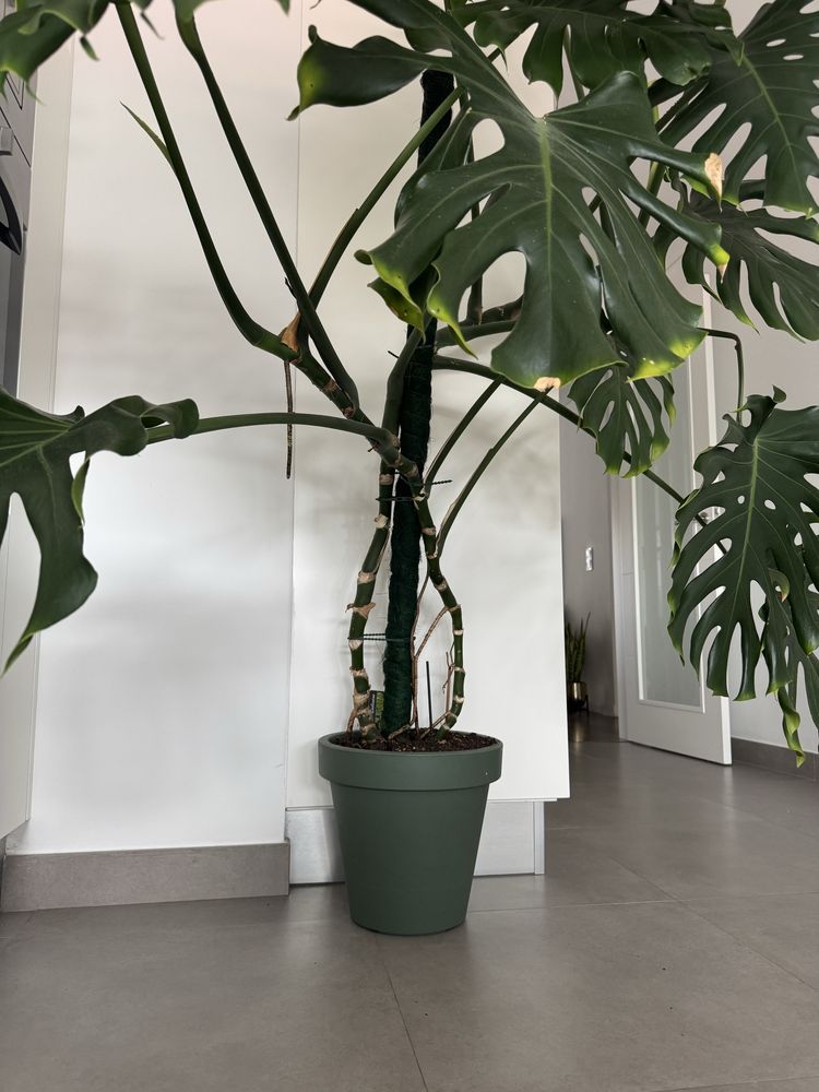 Monstera deliciosa gigante