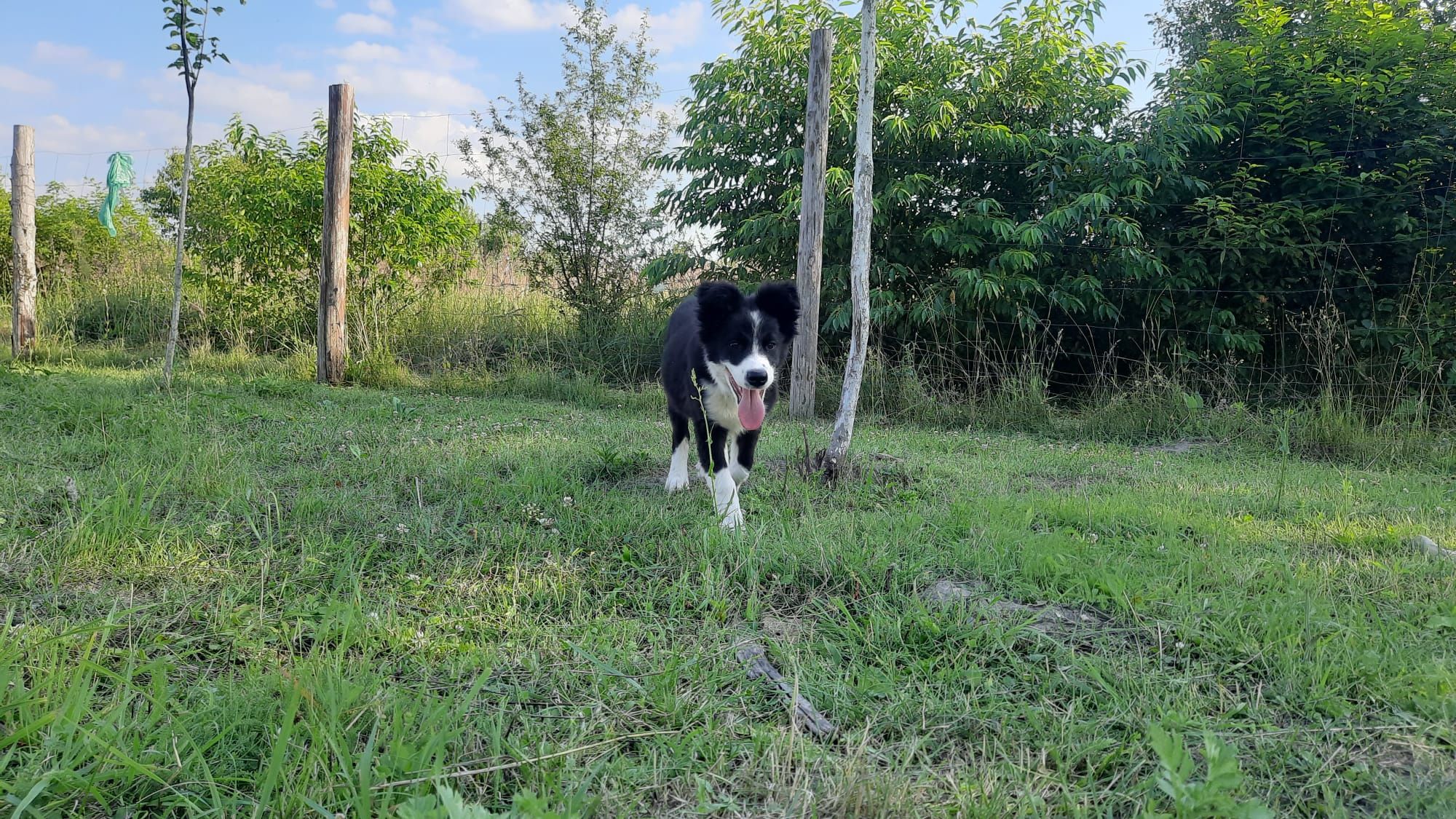 Border Collie szczeniak piesek GOTOWY DO ODBIORU