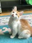 Котёнок возраст 2,5-3 мес мальчик в самые добрые руки