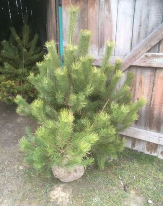 Сосна формована і викопана комом землі