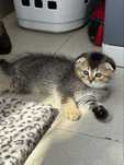 Menina scottish fold a venda
