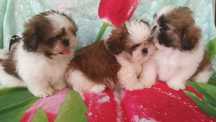 Shih Tzu piesek bez przepukliny