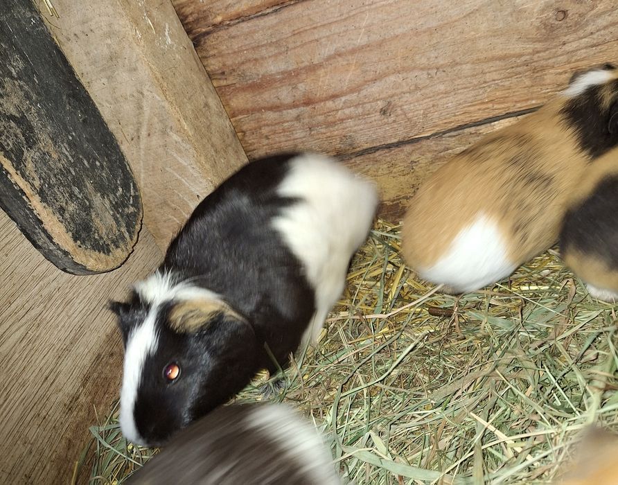 Sprzedam swinki morskie.