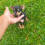 Pinscher fêmea linda