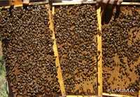 Пчелопакеты бджолопакеты