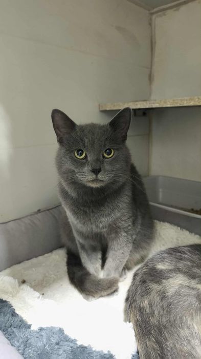 Котики из приюта,ищем семью!