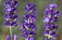 Sementes de Lavanda - lavandula angustifolia