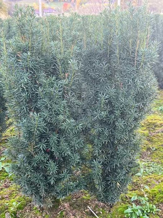 Cis Hicksii 70–100 cm – idealny na żywopłot, kopany na zamówienie!