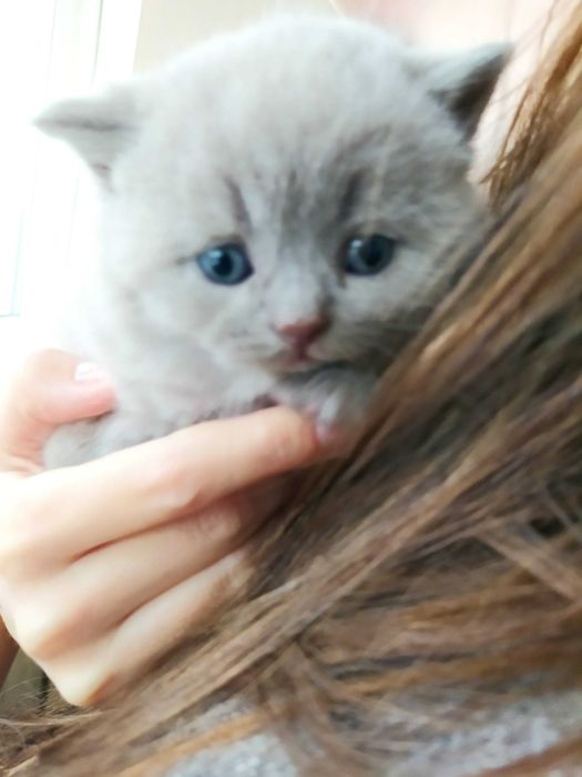 Шотландский прямоухий кот приглашает на вязку