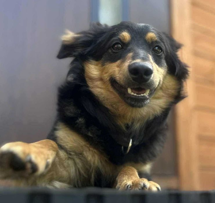 Toro szuka dobrego domu