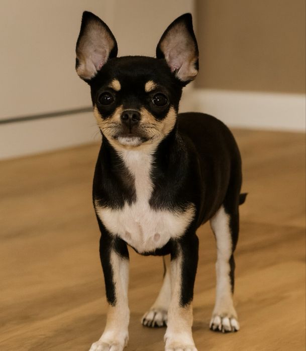 Chihuahua-Czarny Podpalany Piesek