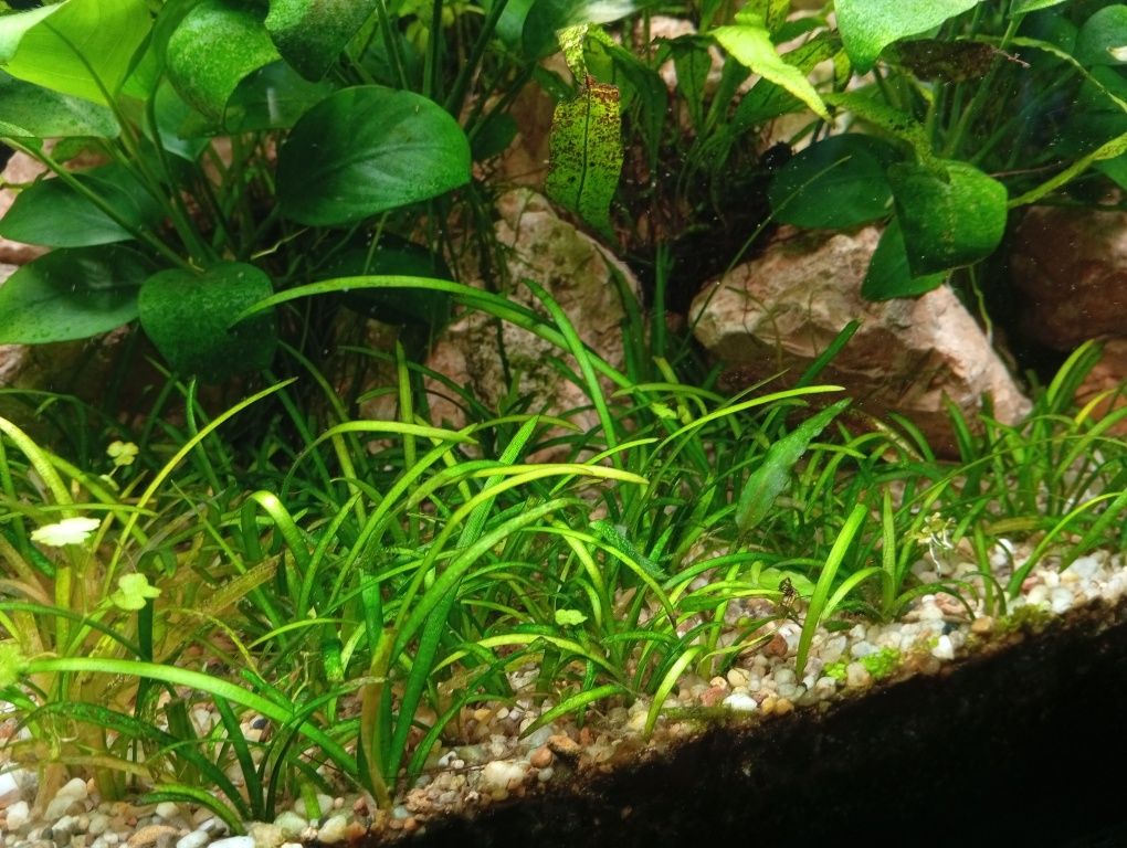 Sagittaria Subulata Strzałka