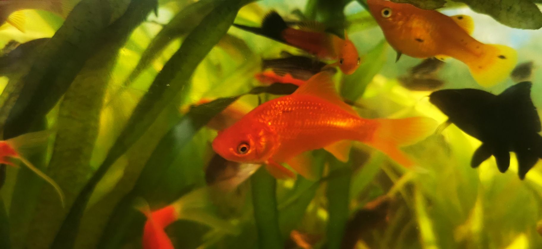 Peixes cometa de água fria