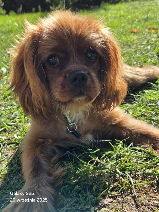 Cavalier King Charles Spaniel