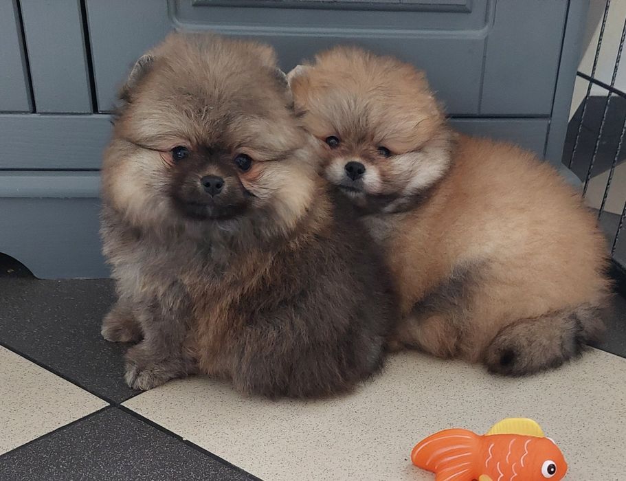 Szpic miniaturowy sunia